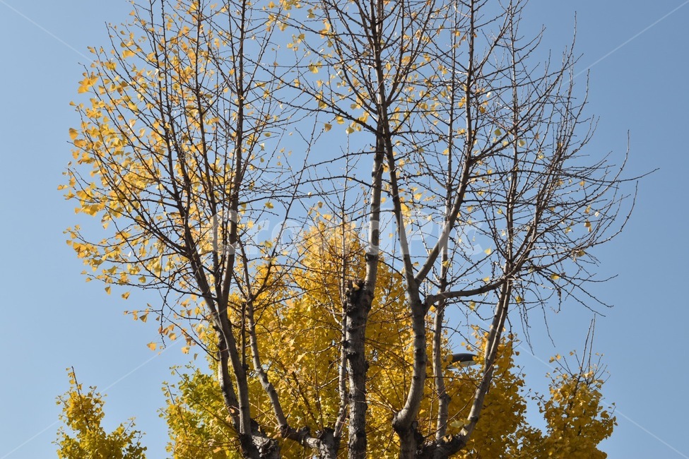 가을,늦가을,낙엽,은행나무,노랑,가을,계절,fall,autumn,season,식물,자연,plants,nature,나무,trees,wood,tree,tree trunk,나무 줄기,plant