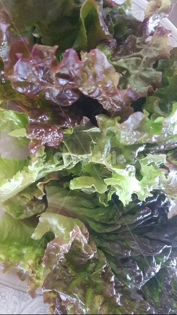 plant,식물,lettuce,상추,vegetable,야채,food
