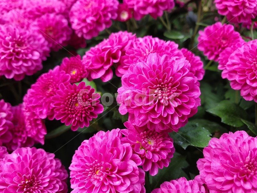 꽃,flower,식물,국화,가을,plant,blossom,geranium,dahlia,달리아,제라늄,식물,자연,plants,nature,꽃,flower