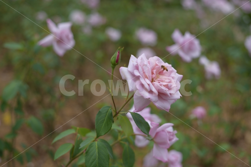 꽃,식물,자연,풍경,여름,장미,flower,자연풍경,벌,곤충,여름풍경,식물,자연,plants,nature,동물,animal,곤충,벌레,insect,bug,꽃,flower
