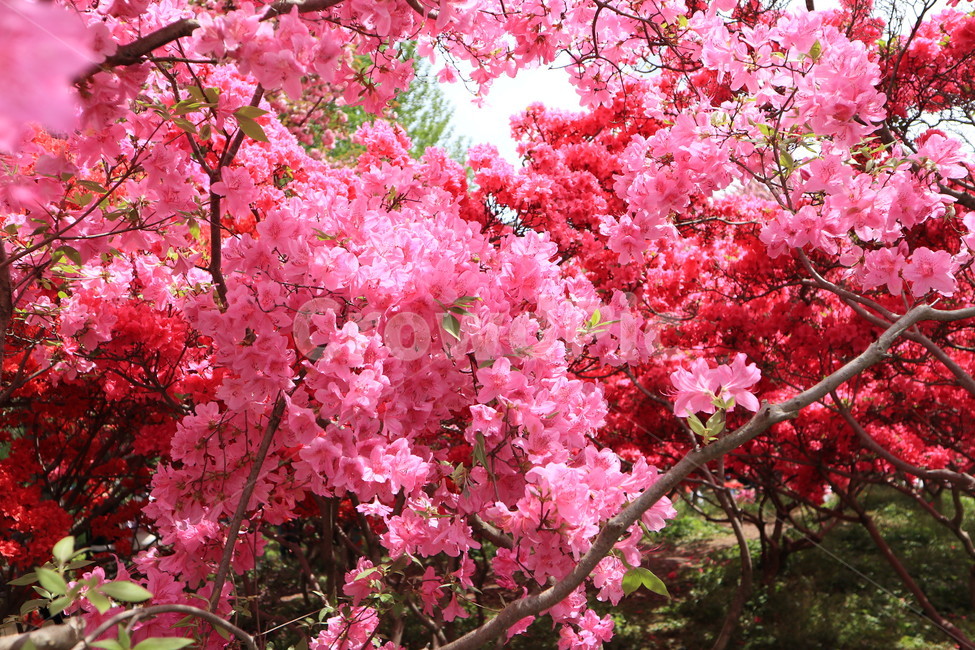 철쭉,봄,꽃,분홍색,식물,spring,클로즈업,flower,자연