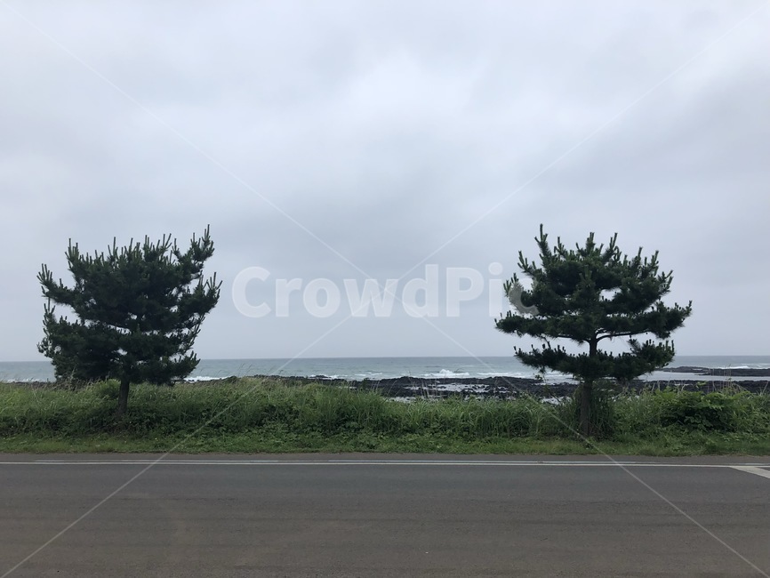 흐린날씨,나무,식물,하늘,구름