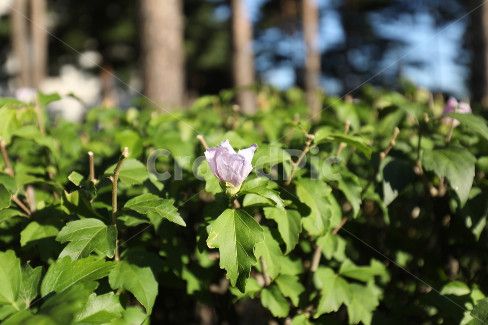 꽃,봄,풀,공원,자연,식물,자연,plants,nature