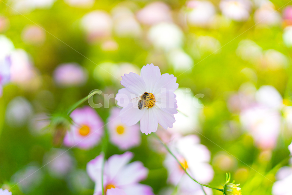 꽃,코스모스,가을,벌,honeybee,cosmos,flower,plant,식물,식물,자연,plants,nature,꽃,flower,곤충,벌레,insect,bug