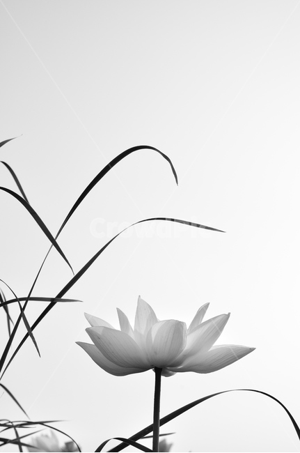 연,연꽃,백련,식물,꽃,식물,자연,plants,nature,꽃,flower,흑백,모노톤,monochrome,black and white