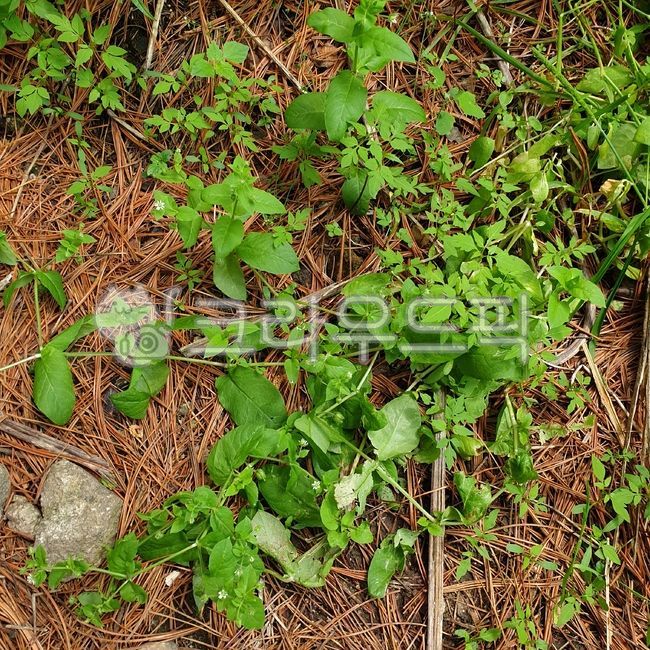 산,풀,잎,leaf,mountain