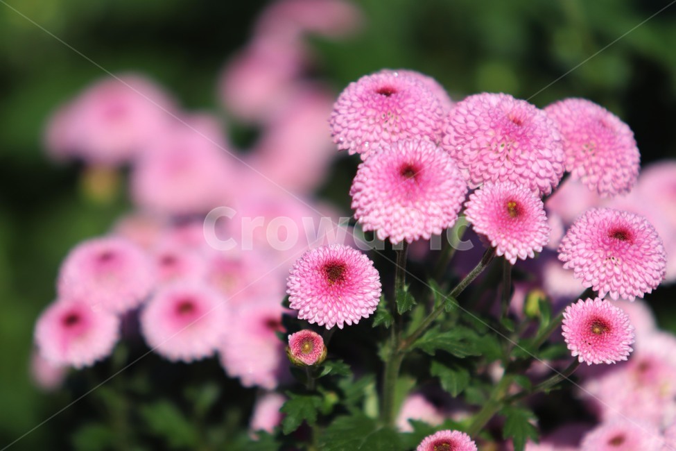plant,식물,꽃,가을,국화,자연,식물,자연,plants,nature,꽃,flower