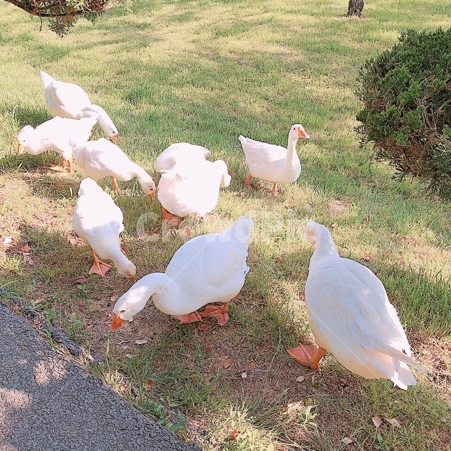 거위,공원,풀,자연,동물