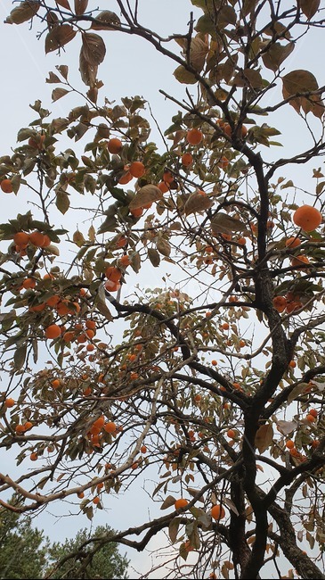 감나무,감,과일,식물,가을,가을나무,plant,food,fruit,가을,계절,fall,autumn,season,음식