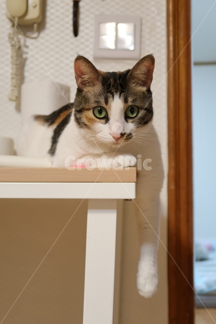 고양이,반려묘,삼색이,삼색고양이,코숏,야옹이,미묘,동물,animal,포유류,mammal,고양이,cat,kitten,kitty
