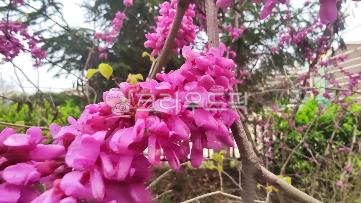 박태기나무,박태기나무꽃,cercischinensis,밥풀데기나무,밥데기나무,박태기,밥태기꽃나무,구슬꽃나무,밥티기,blossom,flower,꽃,plant,식물