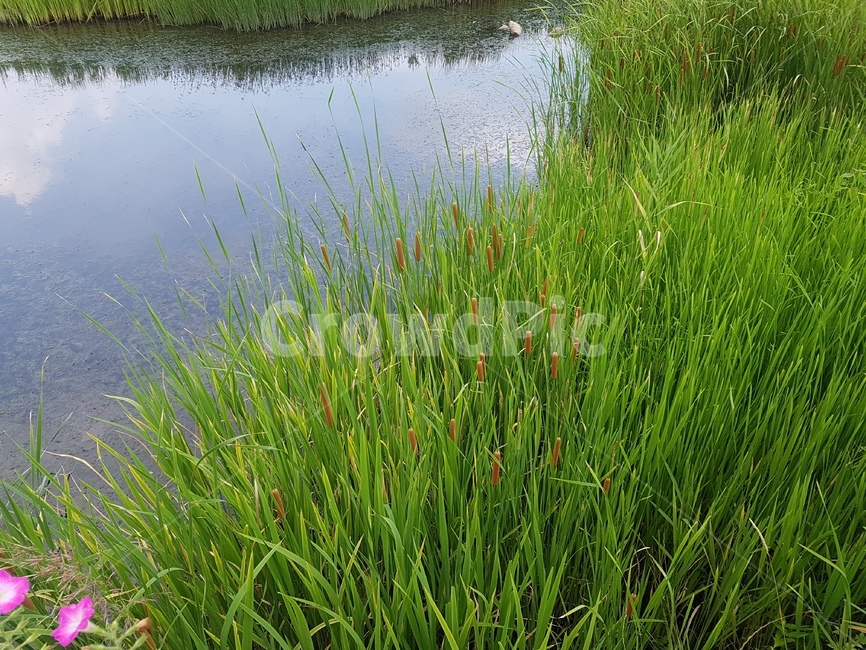 식물,plant,nature,자연,outdoors,water,물