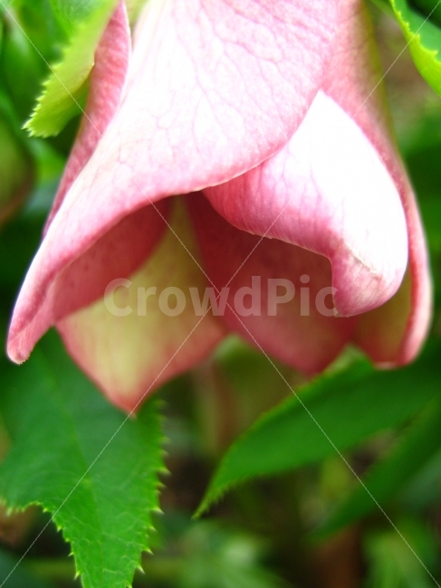 꽃,식물,숲,애틀란타,컬럼비아세미나리,식물,자연,plants,nature,꽃,flower