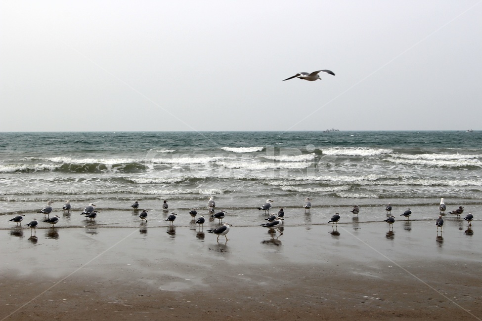 바다,갈매기,하늘,해변,파도,해안,자연,풍경,nature,landscape,해변,바다,beach,sea,동물,animal,조류,새,birds,bird,ocean,대양,outdoors,옥외,water,물