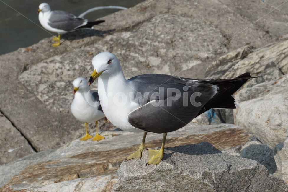 바다새,새,갈매기,바다,군포항,동물,animal,조류,새,birds
