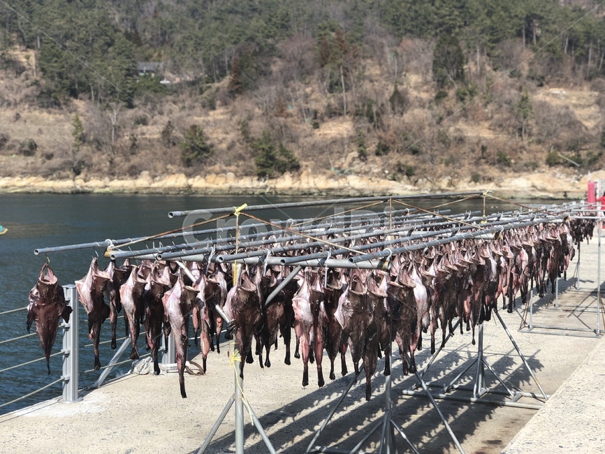 어촌마을,항구,피데기,자연,요리,오징어