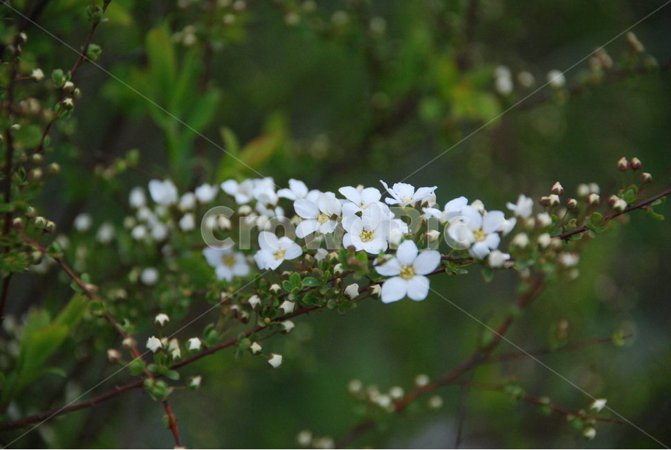 꽃,나무,하얀꽃,작은꽃,아웃포커싱,힐링,자연,식물,봄,계절,spring,season,식물,자연,plants,nature,꽃,flower,plant,blossom,geranium,제라늄