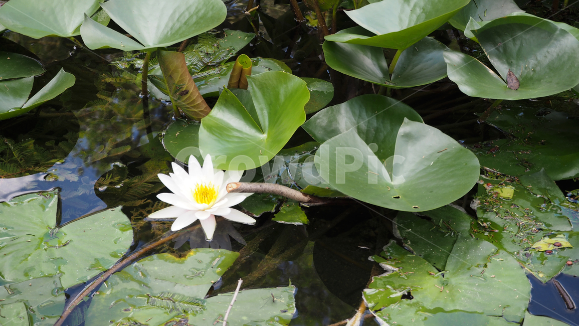 연꽃,꽃,연잎,자연,lotus,flower,leaf,alotusflower,식물,자연,plants,nature,꽃,flower