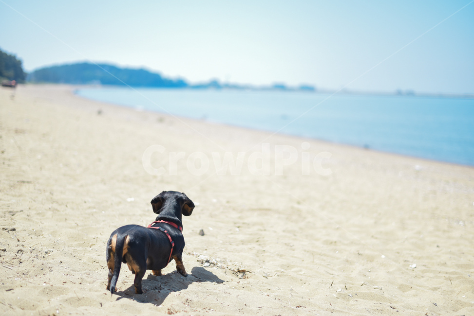 닥스훈트,해수욕장,바닷가,해변,강아지,모래사장,dog,애완견,궁평해수욕장,서해안,서해바다,동물,animal,포유류,mammal,개,강아지,dog,doggy