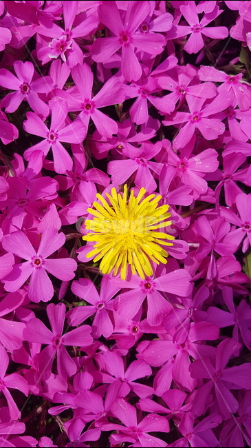 꽃,들꽃,민들레,핑크,pink,자연,야생화,핫핑크,분홍,분홍색,식물,꽃밭,flower,flowers,nature,plants,plant,식물,자연,plants,nature,꽃,flower