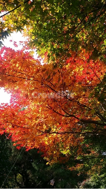 단풍,가을,나무,maple,tree,fall