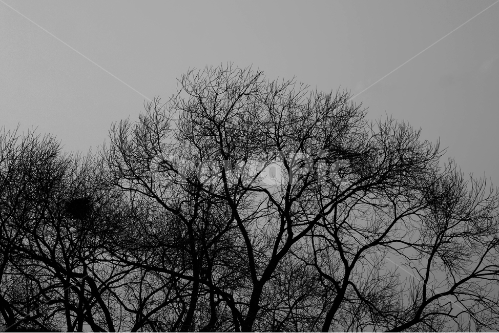 풍경,나무,하늘,흑백사진,추상,abstract,branch,grayscale,자연,nature,tree,sky,겨울,계절,winter,season,자연,풍경,nature,landscape,식물,plants,나무,trees,wood,흑백,모노톤,monochrome,black and white,silhouette,실루엣