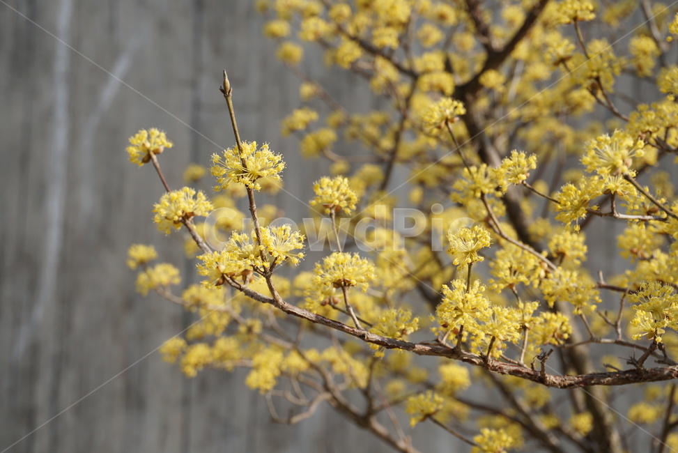 plant,식물,apiaceae,양봉장과,flower,꽃,blossom,산수유나무,산수유꽃,산수유,산수유나무꽃