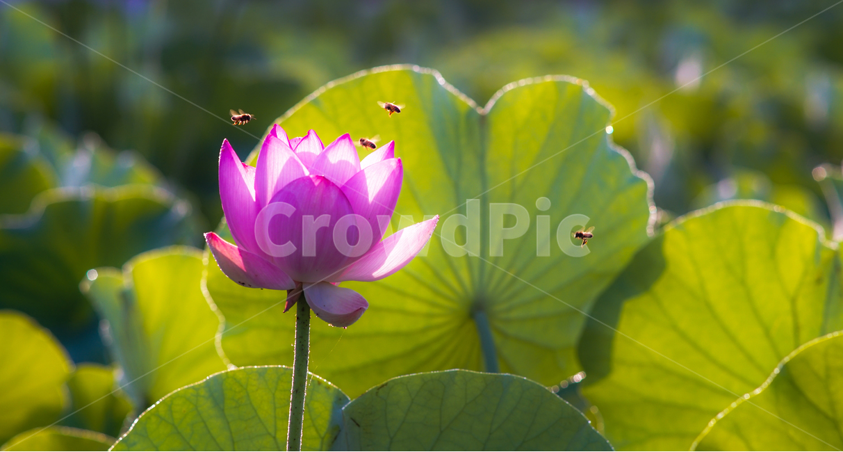 연,연밭,연꽃,꽃,수생,식물,연잎,식물,자연,plants,nature,꽃,flower,동물,animal,곤충,벌레,insect,bug