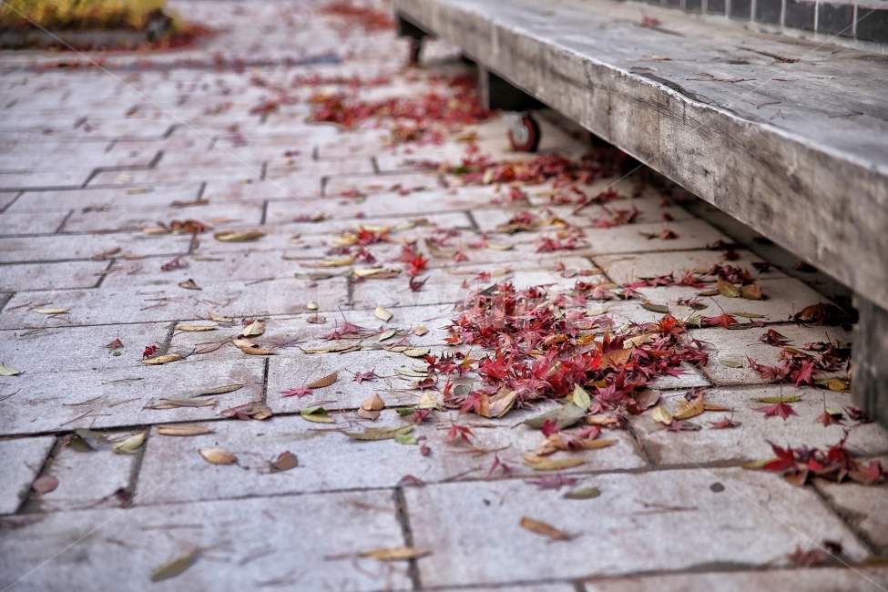 단풍,낙엽,감성사진,쓸쓸함,의자,나무,벤치,가을,길거리,거리,street,가을,계절,fall,autumn,season,식물,자연,plants,nature,감성,sensible,feeling,flagstone,판석,path,통로,walkway,보도,furniture,가구