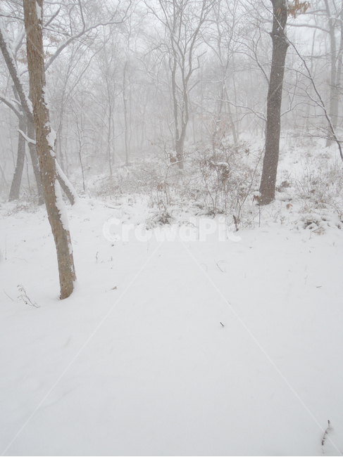 겨울,겨울숲,눈쌓인숲,함박눈,겨울나무,winter,winterforest,winterwoods,winterwoodland,snowcoveredforest,겨울,계절,winter,season