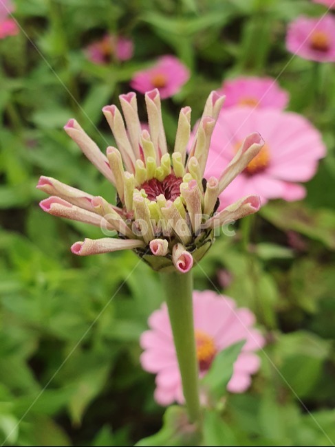 꽃,백일홍,식물,flower,예쁜꽃,식물,자연,plants,nature,꽃,flower