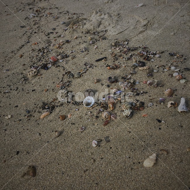 모래,조개,조개껍질,자연,바다,해변,바다,beach,sea