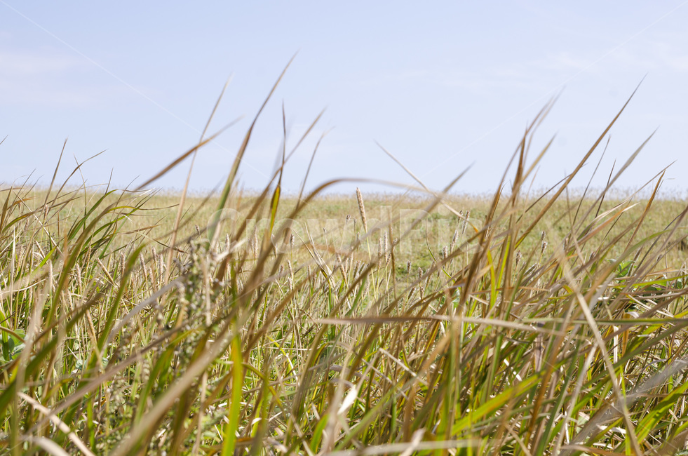 자연,풀,갈색,하늘,풍경,자연,풍경,nature,landscape,grass,잔디,plant,식물,food,음식,vegetable,야채,grain,곡물