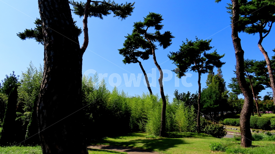 나무,식물,tree,plant,풍경,자연,풍경,nature,landscape