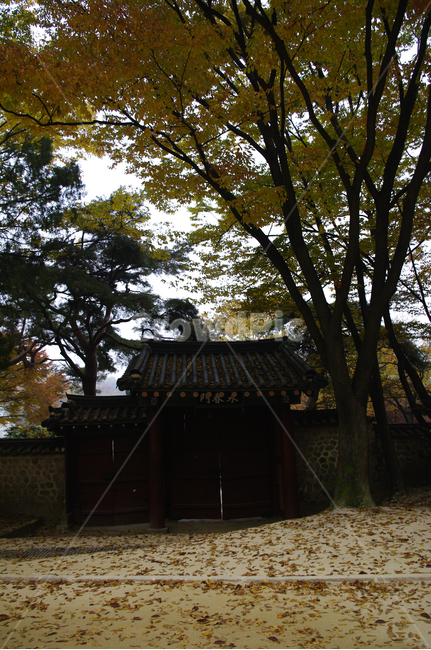 창덕궁후원,고궁,건축,전통건축,traditional,전통,가을,fall,나무,식물,plant,단풍,낙엽,가을,계절,fall,autumn,season,한국전통,한국문화,korean traditional,korean culture,tree