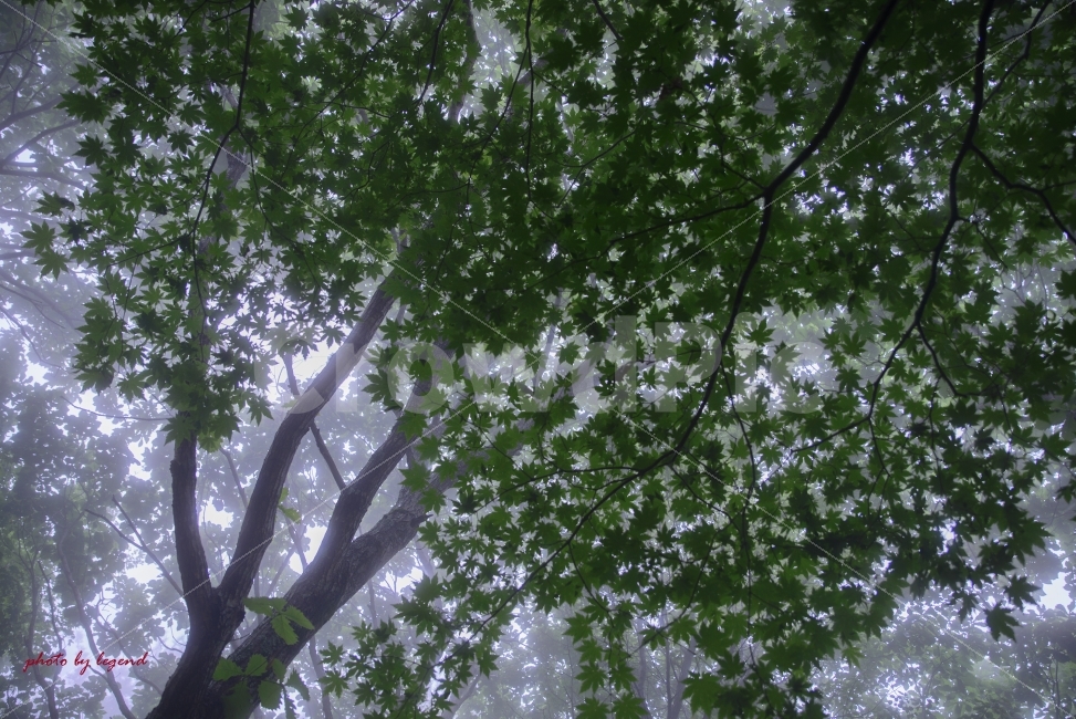 단풍나무,초록단풍,안개,만항재,아침,여행,자연,풍경,nature,landscape,tree,나무,plant,식물,tree trunk,나무 줄기