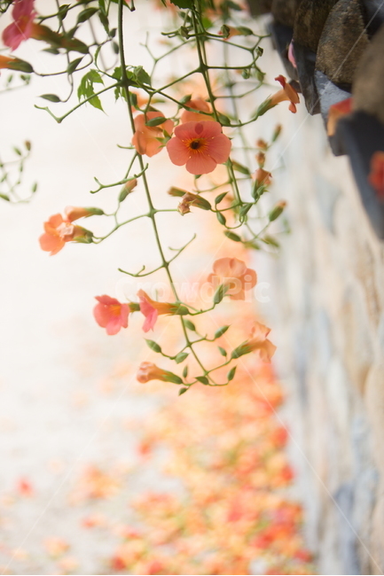 능소화,능소화꽃,꽃,플라워,trumpetcreeper,flower,식물,자연,plants,nature,꽃,flower,감성,sensible,feeling