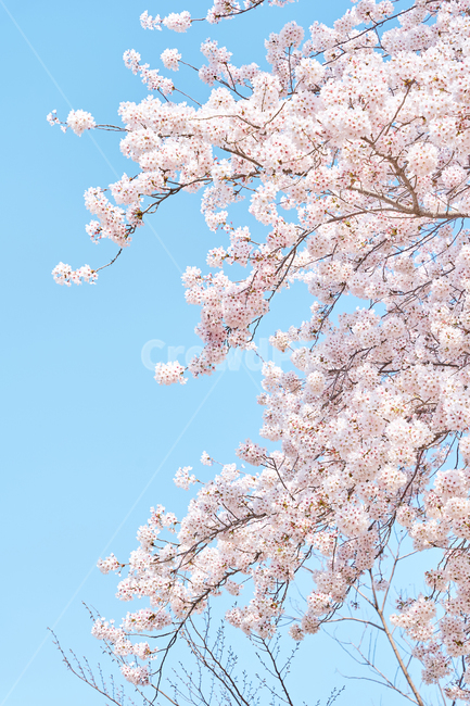 봄,벚꽃,청량,하늘,핑크,blossom,꽃,나들이