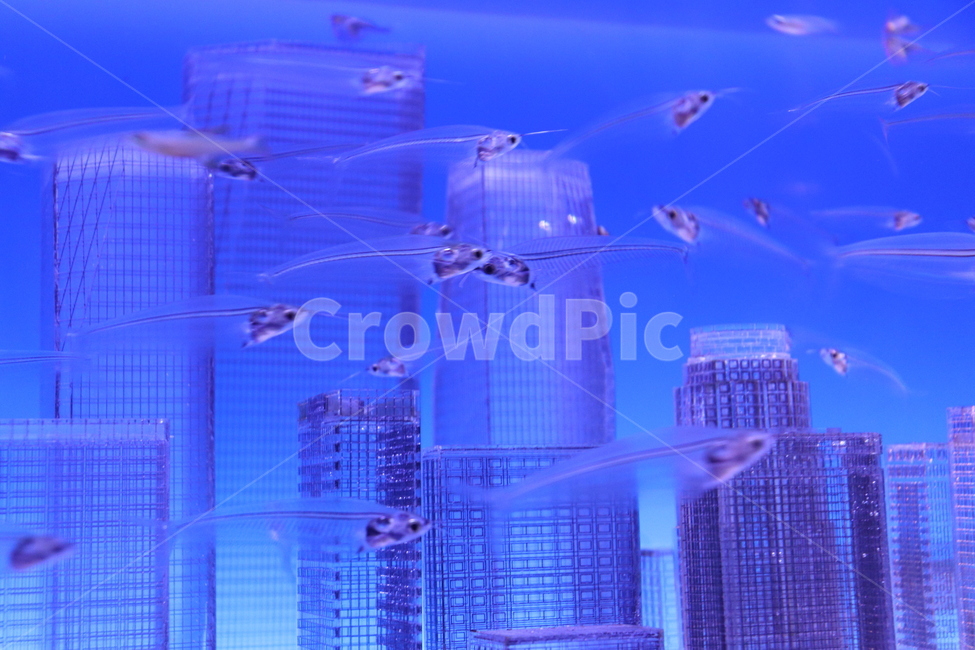 city,시티,town,도시,building,건물,물고기,fish,동물,animal,어류,물고기,fish