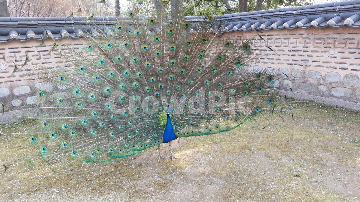 animal,동물,bird,새,공작,공작새,화려한,날개펴다,peocock