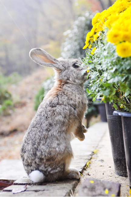 토끼,국화,가을,동물,산토끼,꽃잎,자연,animal,rabbit,flower,chrysanthemum