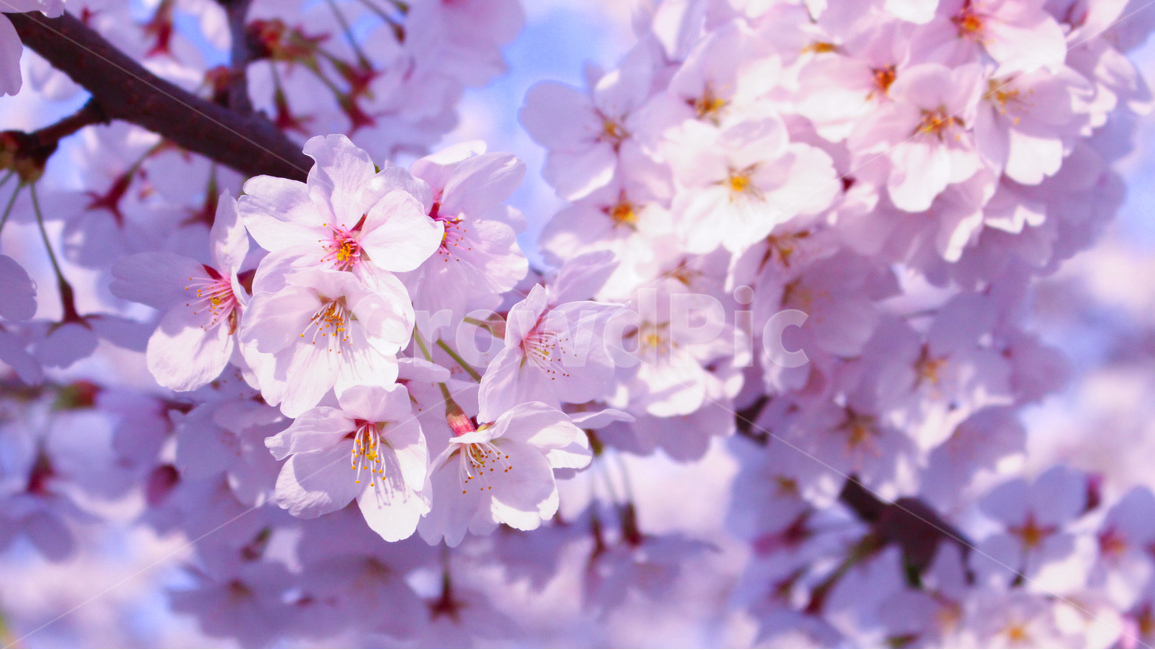 봄,벚꽃,꽃,분홍,사쿠라,봄,계절,spring,season,식물,자연,plants,nature,꽃,flower,색깔,색상,색채,색감,color sense,color sensitivity,feeling of color,plant