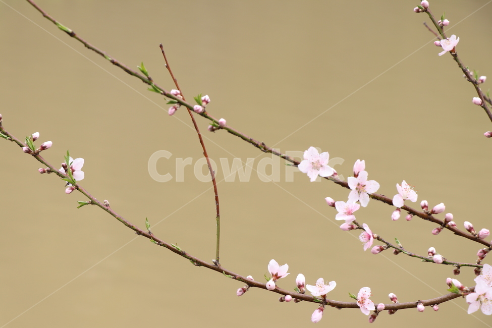 봄,복숭아꽃,둘레길,핑크,나무줄기,호수,봄,계절,spring,season,식물,자연,plants,nature,꽃,flower,plant,blossom