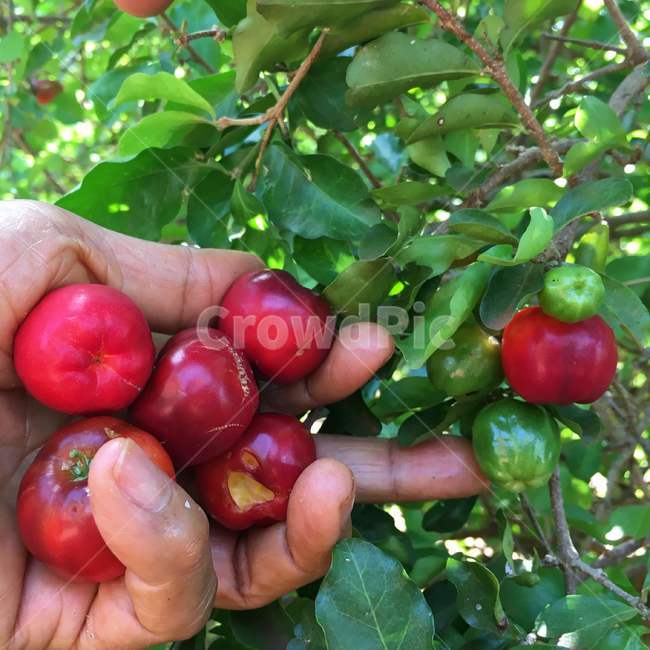 아세로라,acerola,열대,열매,따기,비타민c,malpighiaglabra,barbadoscherry,과일,채집,따다,식물,손,야생,유기농,자연,tropical,fruit,pick,gather,vitaminc,wild,plant,organic,hand,latin,nature,과일,열매,fruit