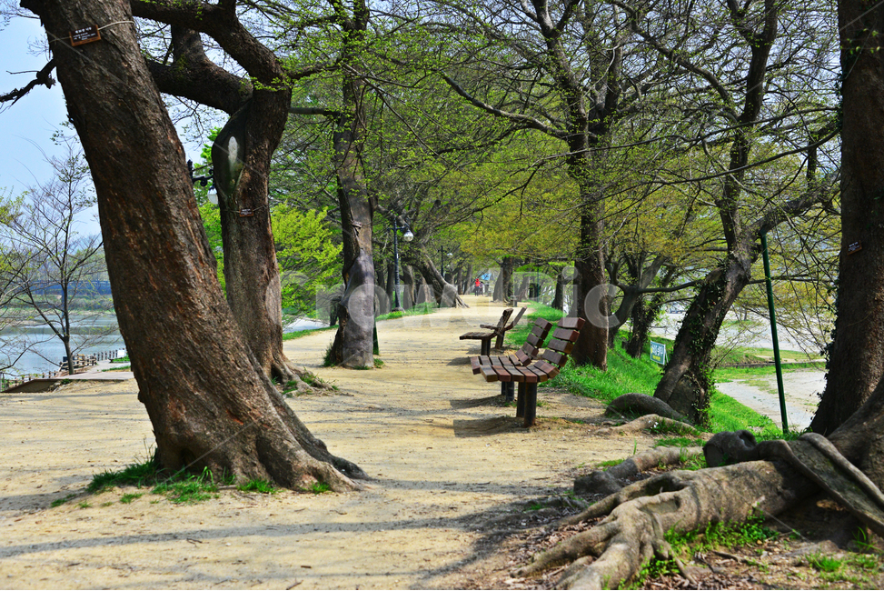 nature,자연,outdoors,옥외,plant,식물,treetrunk,나무줄기,tree,나무,bench,벤치,담양,관방천,관방제림,고목,봄,연두색,계절