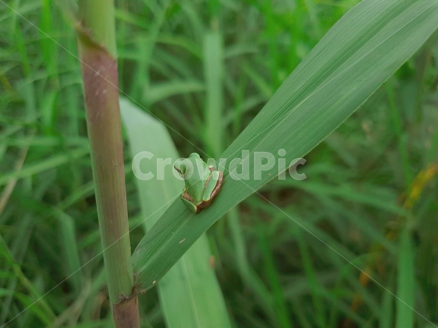 개구리,동물,양서류,frog,animal,보호색,초록,green,파충류,양서류,reptile,amphibian