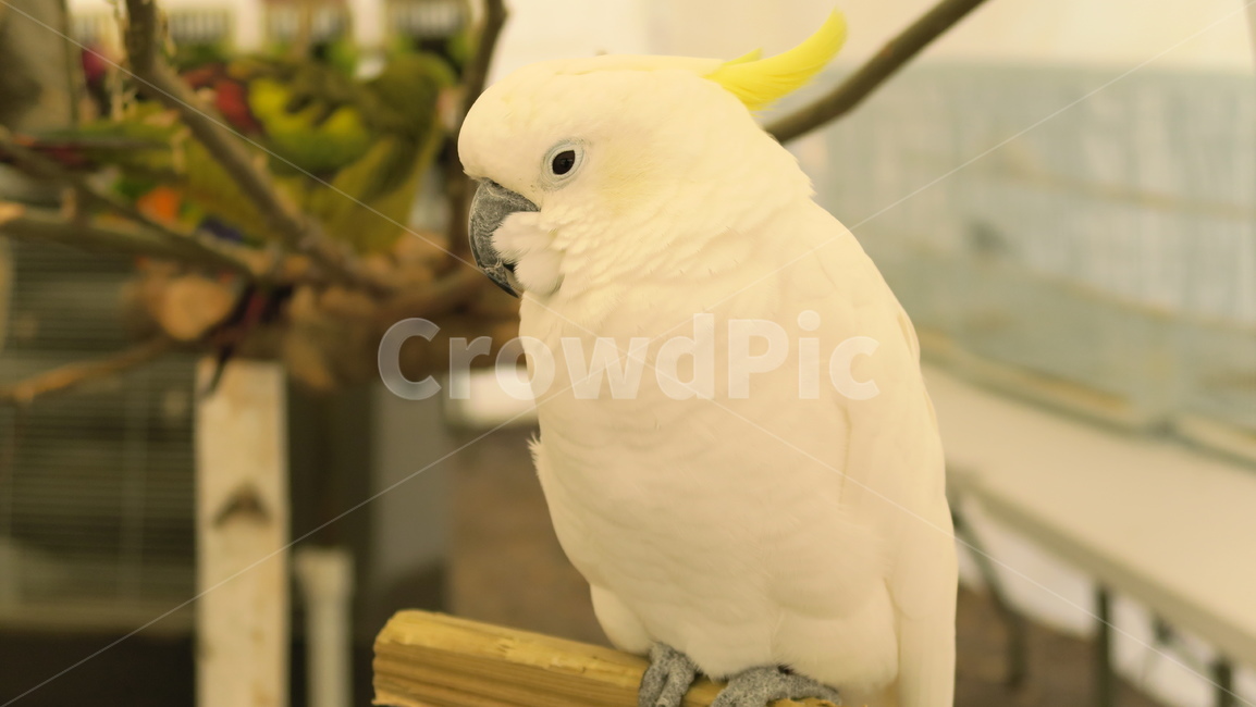 새,birds,앵무새,동물,조류,작은새,애완앵무새,애완조,동물,animal,조류,새,birds
