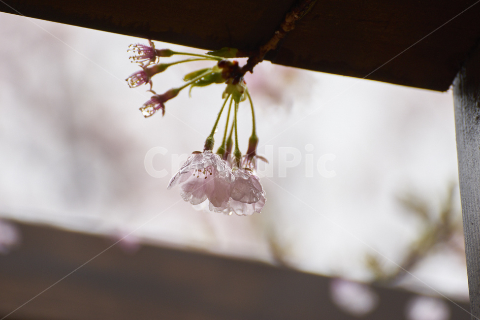 꽃,비,비오는날,비맞은꽃,촉촉함,물방울,슬픔,수분,쓸쓸,식물,자연,plants,nature,꽃,flower