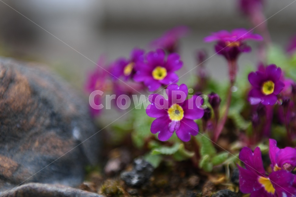 식물,꽃,감성사진,자연,flower,꽃사진,봄,봄꽃,계절,빗방울,비,감성,4월,spring,힐링,자연풍경,풍경,봄,계절,spring,season,식물,자연,plants,nature,꽃,flower,blossom,geranium,제라늄,plant