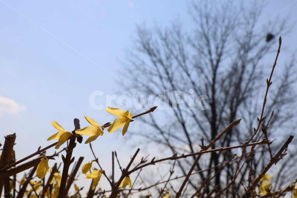 꽃,개나리,봄,하늘,여백,자연,봄의꽃,계절,spring,season,식물,plants,nature,flower,식물,자연,plants,nature,꽃,flower